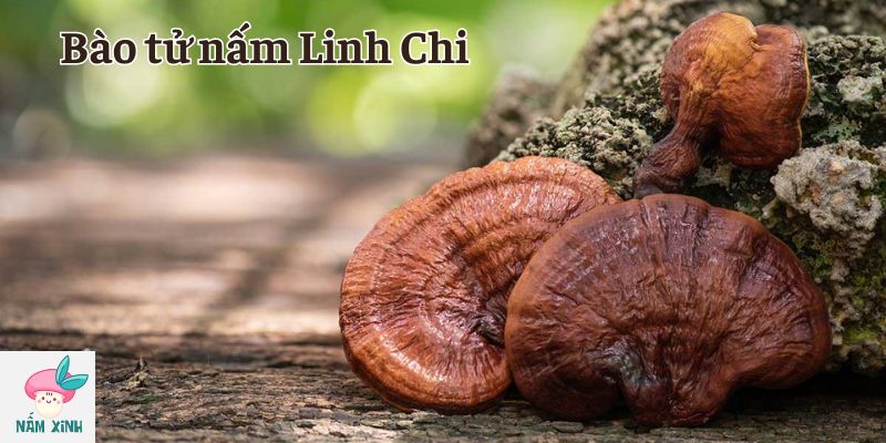 Bào tử nấm Linh Chi