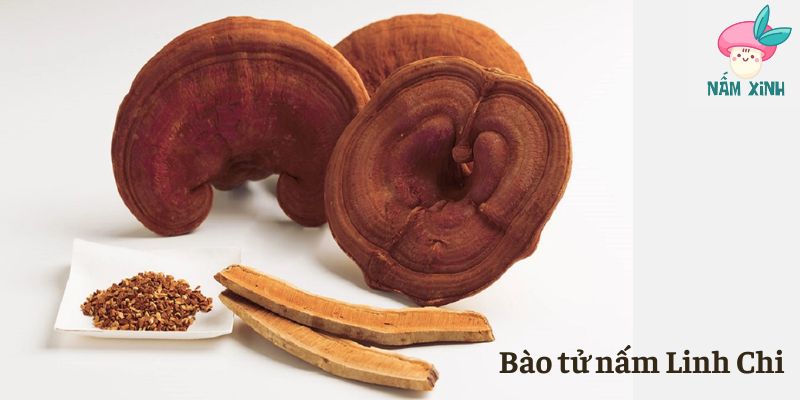 Bào tử nấm Linh Chi