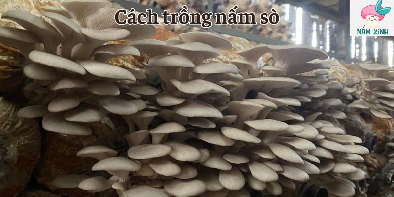 Cách trồng nấm sò