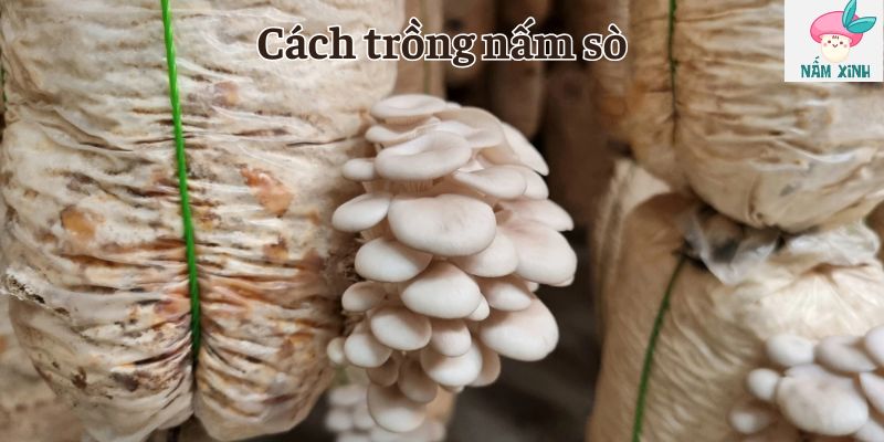 Cách trồng nấm sò