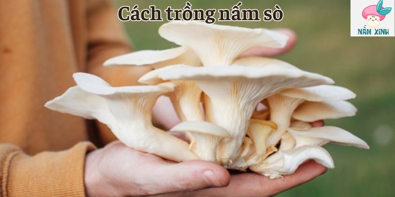 Cách trồng nấm sò