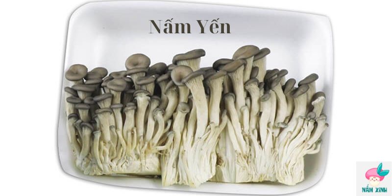 Nấm Yến