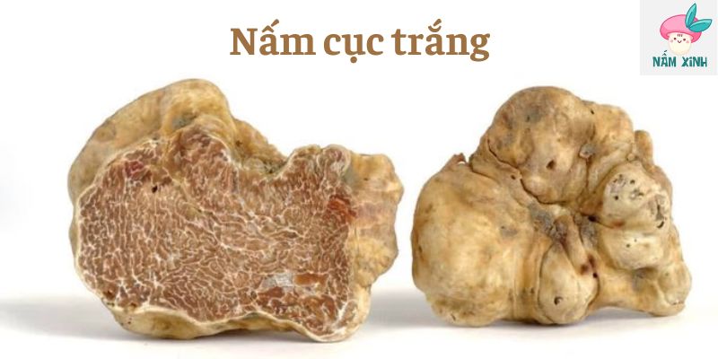 Nấm cục trắng