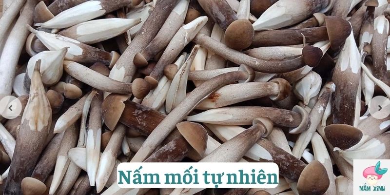 Nấm mối tự nhiên