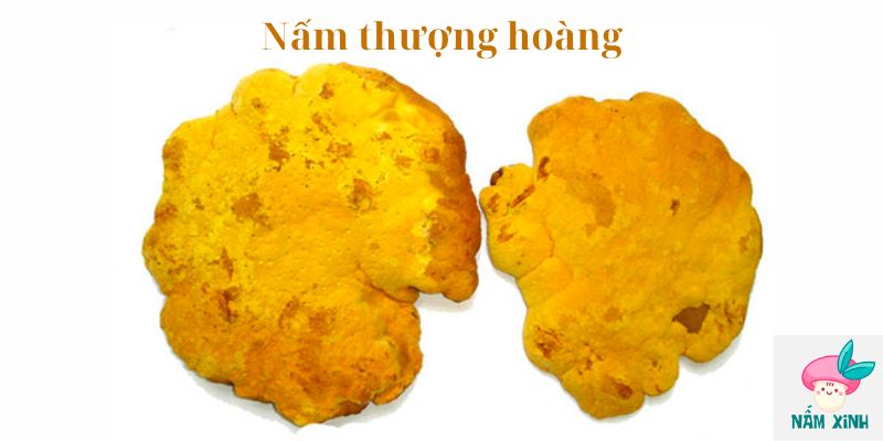 Nấm thượng hoàng