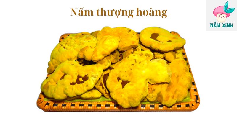 Nấm thượng hoàng