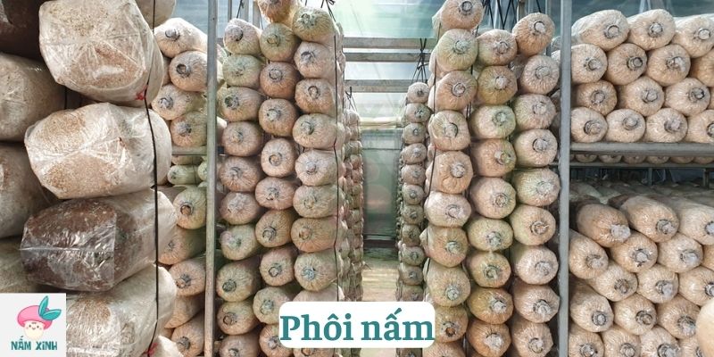 Phôi nấm