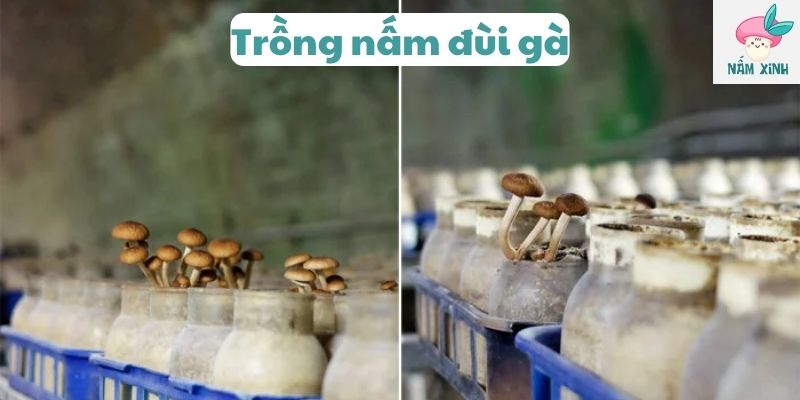 Trồng nấm đùi gà