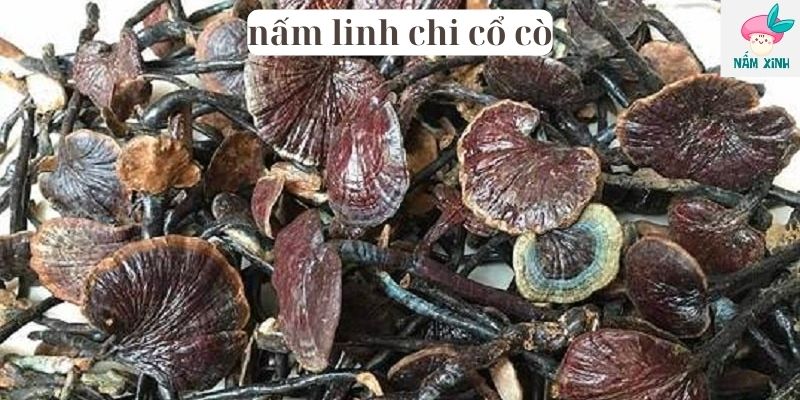 nấm linh chi cổ cò