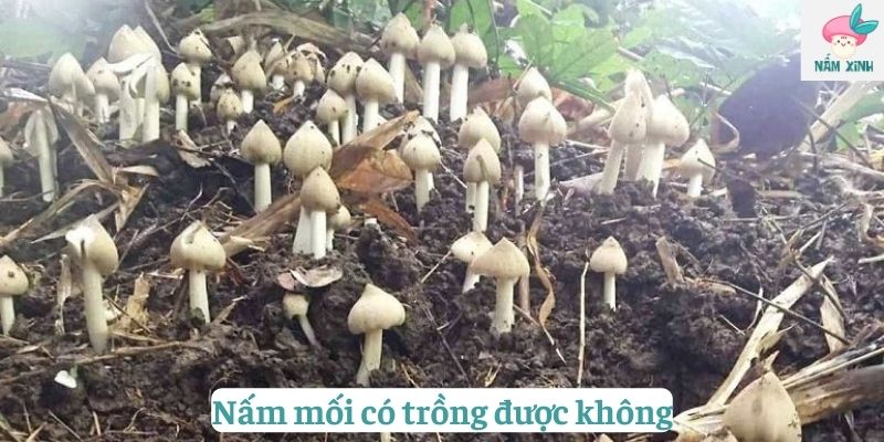 nấm mối có trồng được không