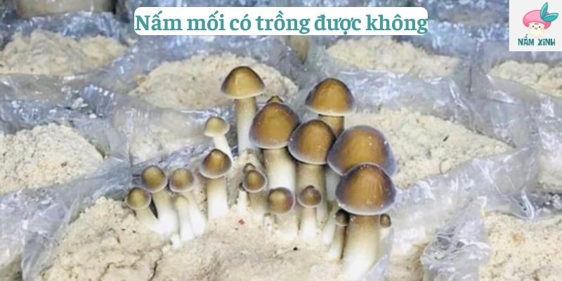 nấm mối có trồng được không