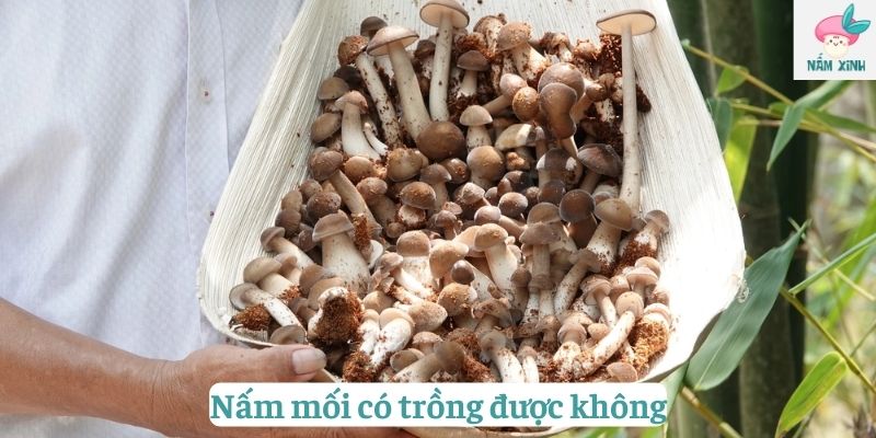 nấm mối có trồng được không