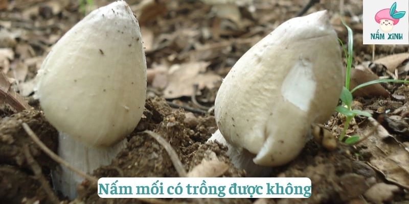 nấm mối có trồng được không