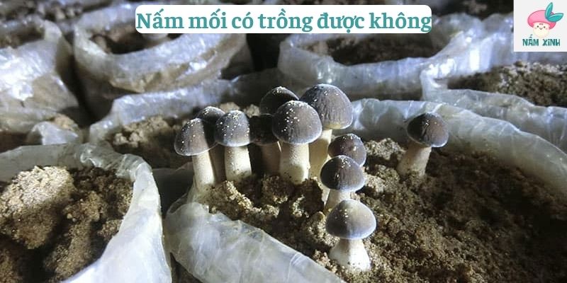 nấm mối có trồng được không