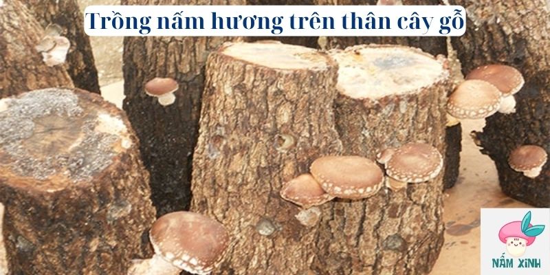 trồng nấm hương trên thân cây gỗ