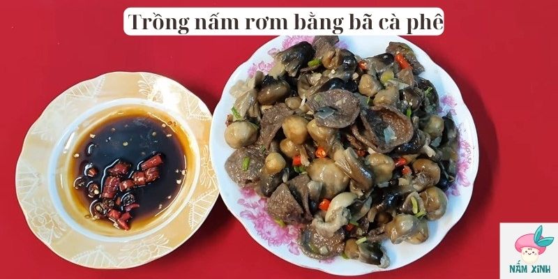 trồng nấm rơm bằng bã cà phê