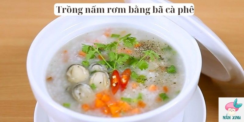 trồng nấm rơm bằng bã cà phê