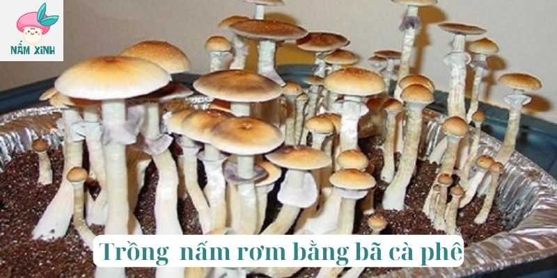 trồng nấm rơm bằng bã cà phê