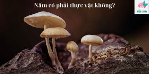 Nấm có phải thực vật không