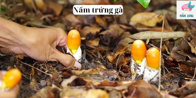 Nấm trứng gà