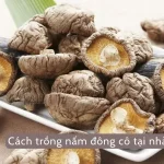 Cách trồng nấm đông cô tại nhà