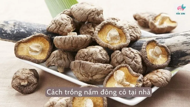 Cách trồng nấm đông cô tại nhà