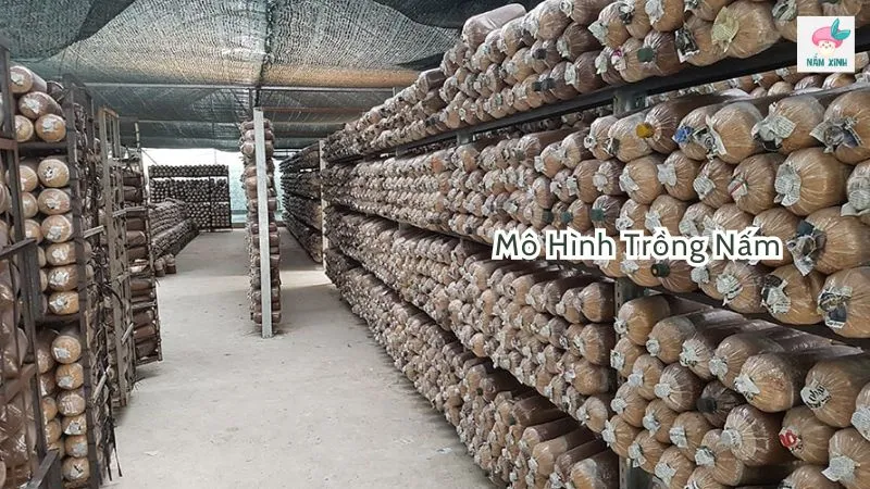 mô hình trồng nấm