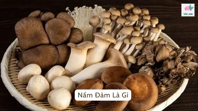 Nấm đảm là gì