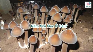 nấm mối mọc ở đâu