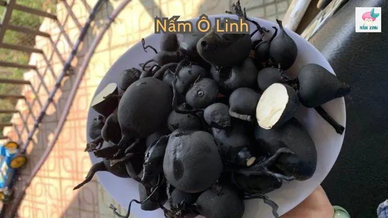 Nấm ô linh