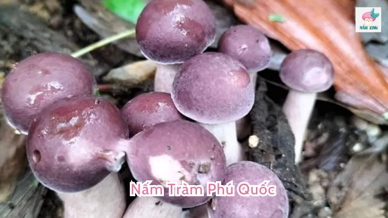 Nấm tràm phú quốc