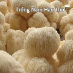 Trồng nấm hầu thủ