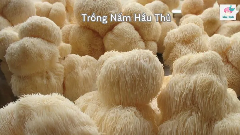 Trồng nấm hầu thủ