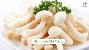 Nấm linh chi trắng