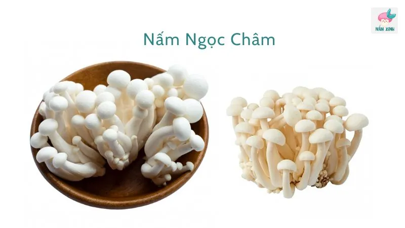 Nấm ngọc châm