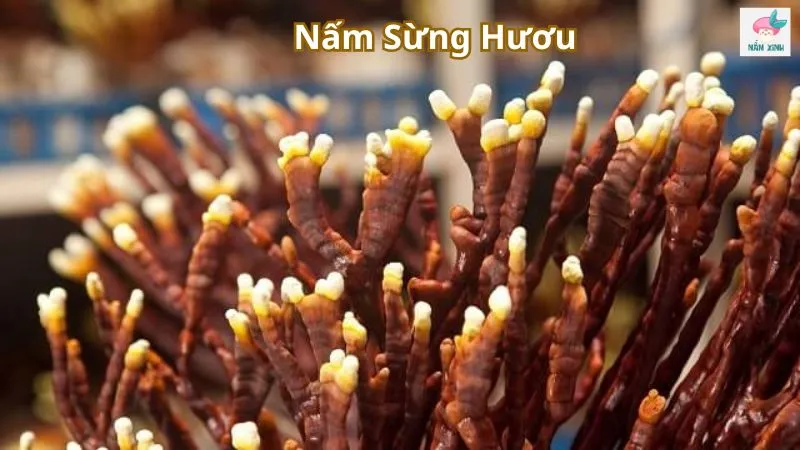 Nấm sừng hươu