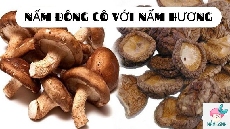 nấm đông cô với nấm hương