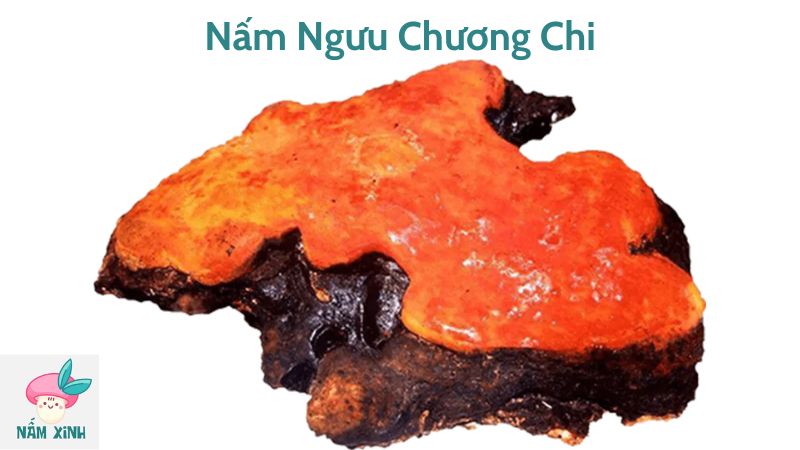 Nấm Ngưu Chương Chi