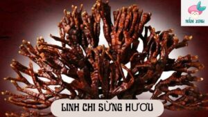 linh chi sừng hươu