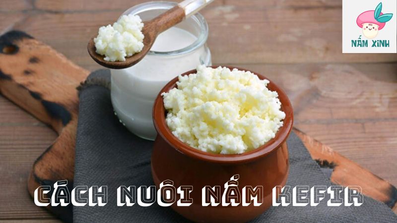 cách nuôi nấm kefir